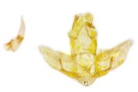 Agonopterix scopariella