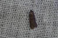 Tortricodes alternella