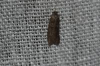 Tortricodes alternella