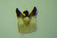 Leucoptera coronillae