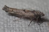 Zelleria oleastrella