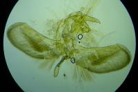 Zelleria oleastrella
