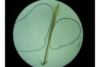 Zelleria oleastrella