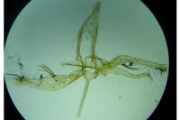 Phyllonorycter messaniella