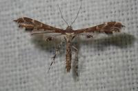 Capperia fusca