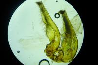 Capperia fusca