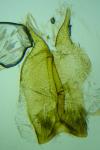 Capperia fusca