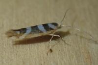 Argyresthia goedartella