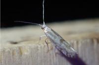 Argyresthia dilectella