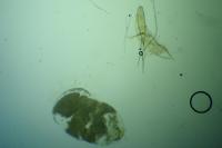 Argyresthia dilectella