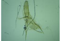Argyresthia dilectella