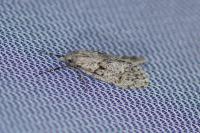 Diurnea fagella