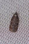 Depressaria albipunctella