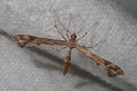 Amblyptilia acanthadactyla