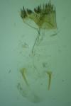 Amblyptilia acanthadactyla