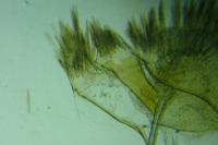 Amblyptilia acanthadactyla