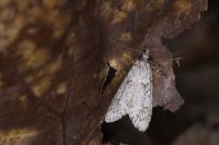 Diurnea fagella