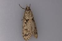 Diurnea fagella