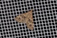 Alucita hexadactyla
