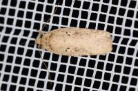 Agonopterix ocellana