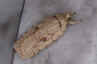 Agonopterix ocellana