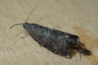 Grapholita funebrana