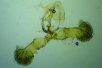 Grapholita funebrana