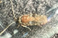Agonopterix purpurea