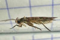 Agonopterix purpurea