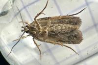 Agonopterix purpurea