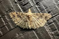 Alucita hexadactyla
