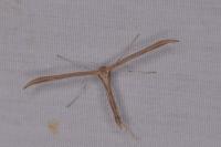 Emmelina monodactyla