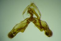 Rhyacionia pinicolana