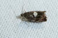 Pammene spiniana