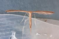 Emmelina monodactyla