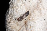 Pammene giganteana