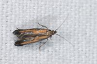Ochromolopis ictella