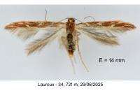 Pyroderces argyrogrammos