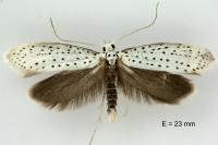 Yponomeuta evonymella