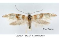 Cedestis gysseleniella