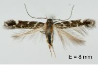 Vulcaniella fiordalisa