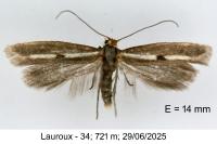 Parahyponomeuta egregiella
