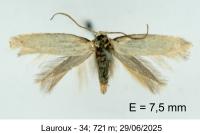 Elachista lugdunensis
