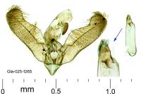 Elachista lugdunensis