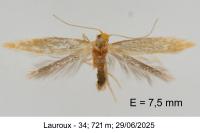 Tischeria ekebladella