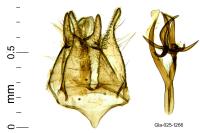 Tischeria ekebladella