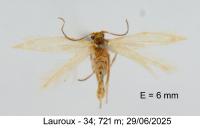 Bucculatrix regaella