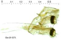Bucculatrix regaella