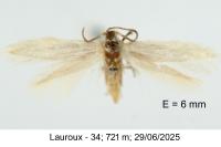 Elachista dispunctella