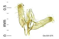 Elachista dispunctella